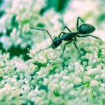 How to Get Rid of Ants Quickly and Naturally Without Borax