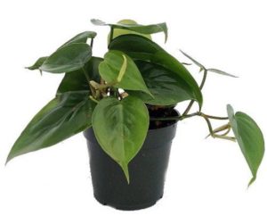 Philodendron hard to kill plant