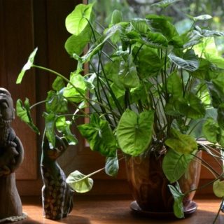 best easy to care for and hard to kill plants