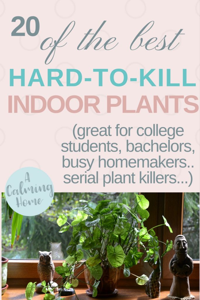 20 Of The Best Hard To Kill Indoor Plants