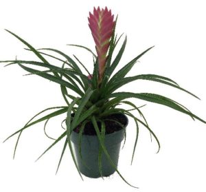 bromeliad hard to kill indoor plant