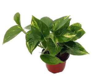 golden pothos hard to kill plant