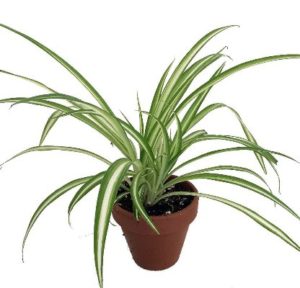 hard to kill spider plant