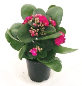 kalanchoe hard to kill plant