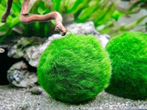 marimo ball hard to kill plant