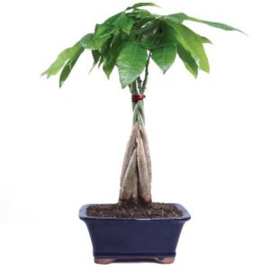 kill hard money tree plants indoor plant