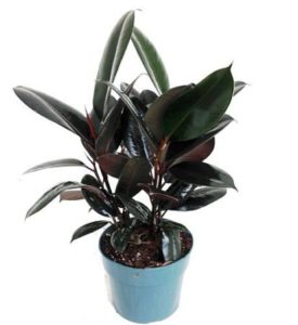 rubber tree hard to kill plant