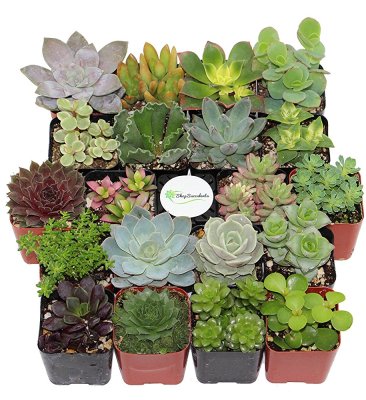 hard kill plants indoor succulents calming