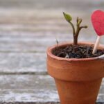Valentines heart plant