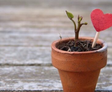 Valentines heart plant