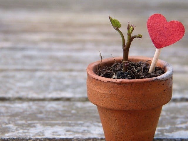 Valentines heart plant