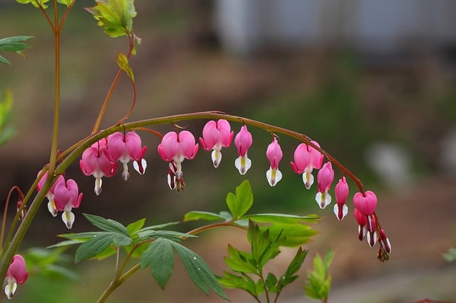 Valentine S Day Plants A Complete Guide To Houseplants With Heart Shaped Flowers Or Leaves