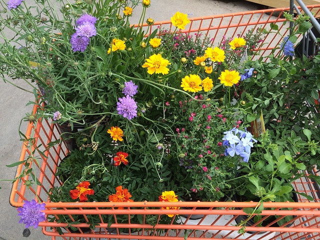 shopping for clearance plants