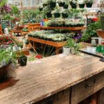 clearance plants at garden center