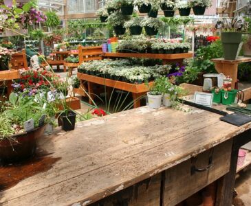 clearance plants at garden center