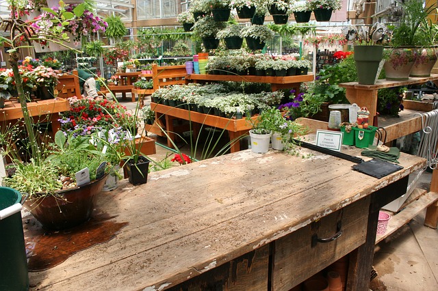 clearance plants at garden center