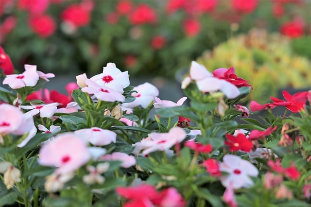 clearance potted plants