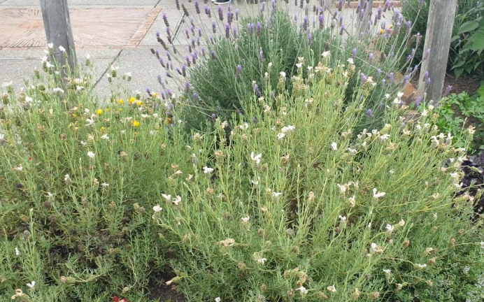 planting lavender